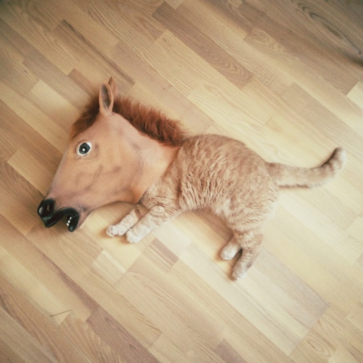 horse mask funny cat photography