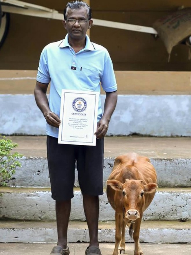tiniest cow funny guinness world records