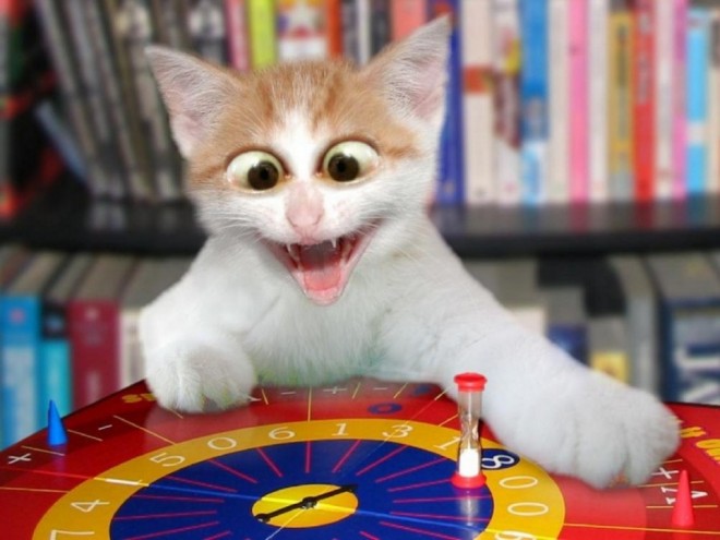 game funny cat photography