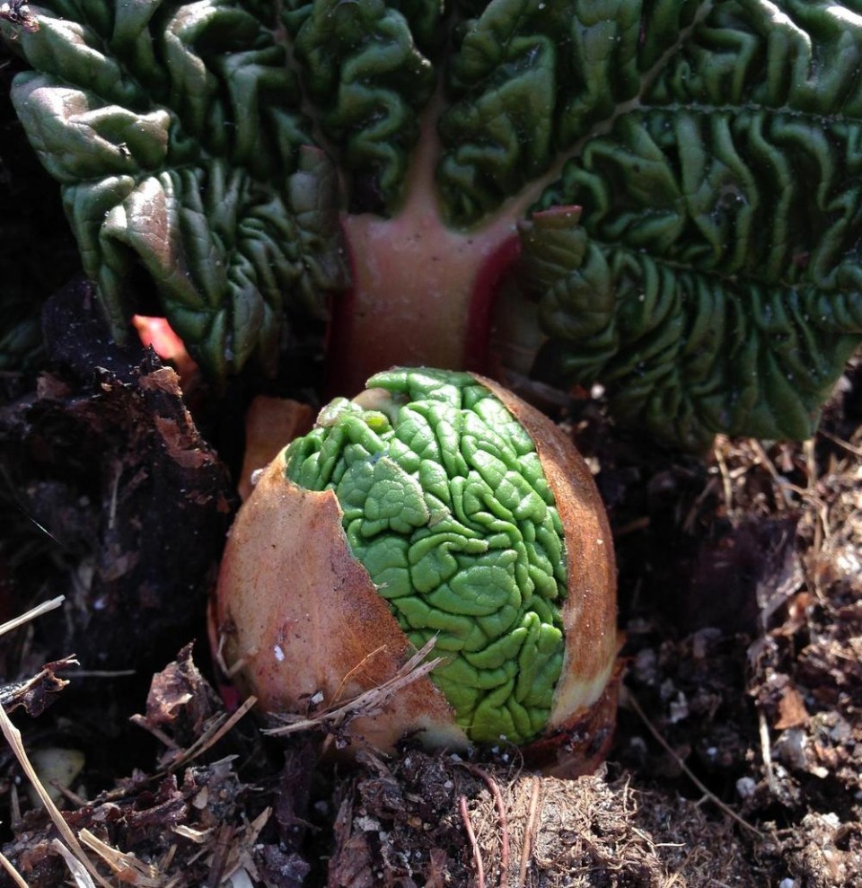 rhubarb sprouts look like little green alien brains similar things photography