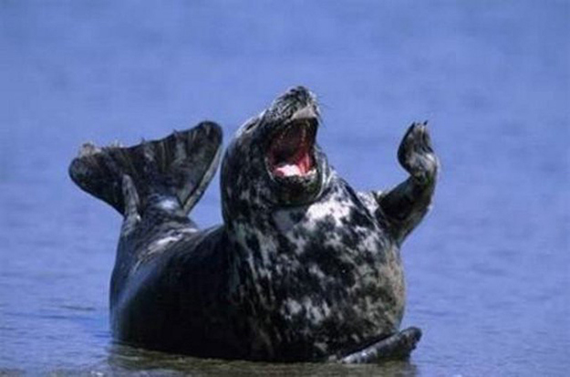 seal happy animal
