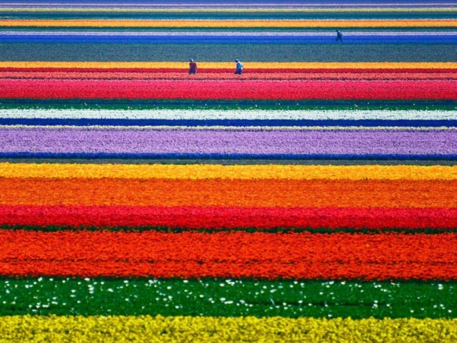 tulip fields photography
