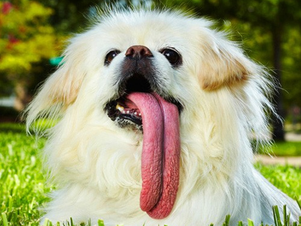 puggy dog longest tongue funny guinness world records