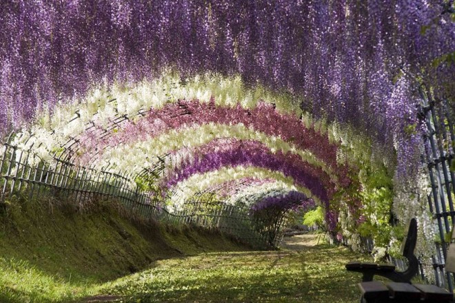 wisteria flower tunnel photography