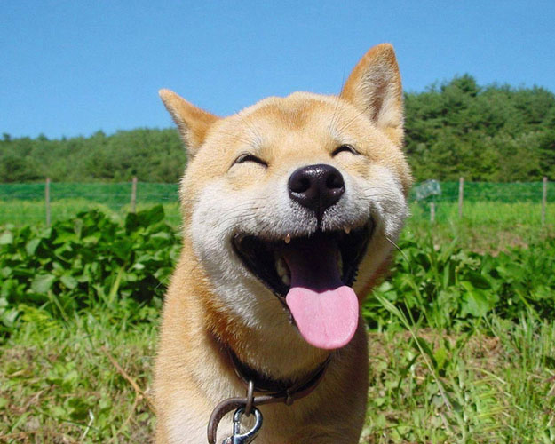 dog happy animal