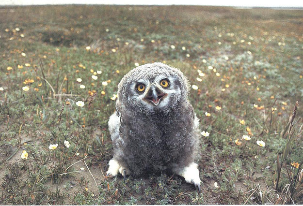 owl happy animal