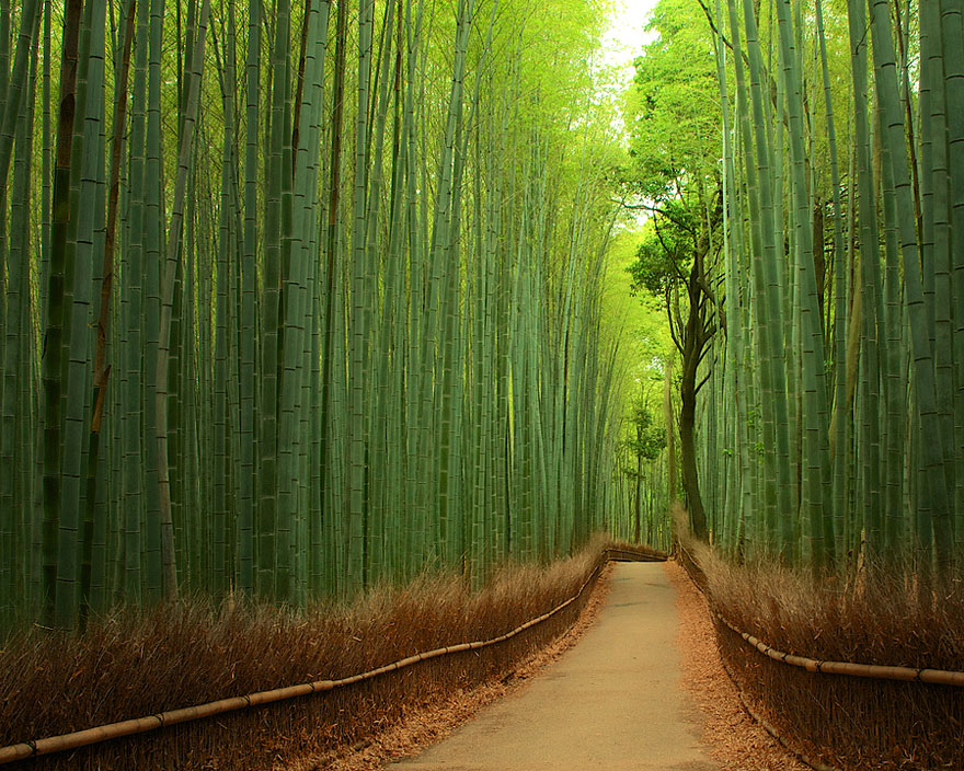 bamboo forest photography