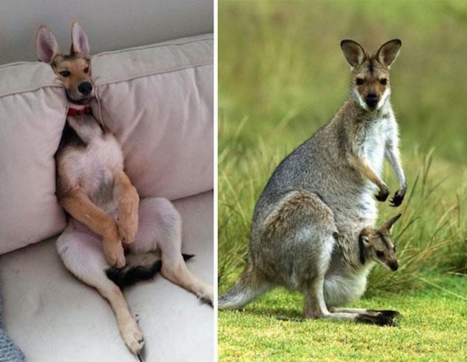 german shepherd looks alike kangaro funny similar things photography