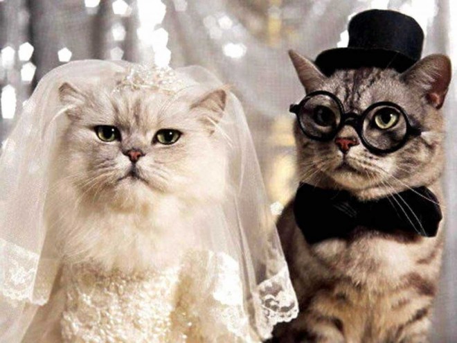 marriage couple funny cat photography