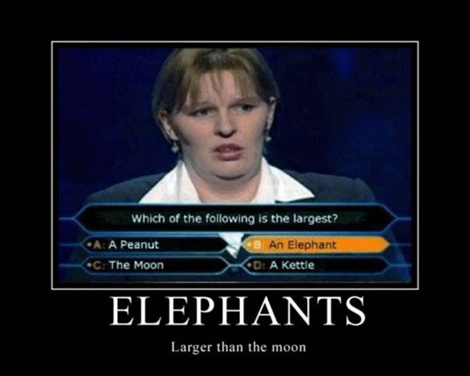 elephant funny poster