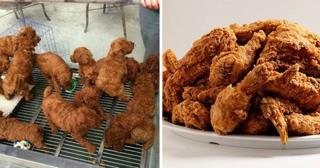 puppies look like fried chicken similar funny photography
