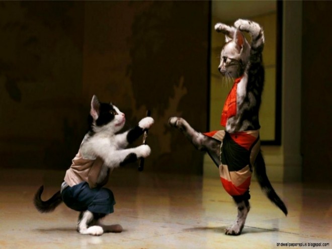 fighting funny cats photography