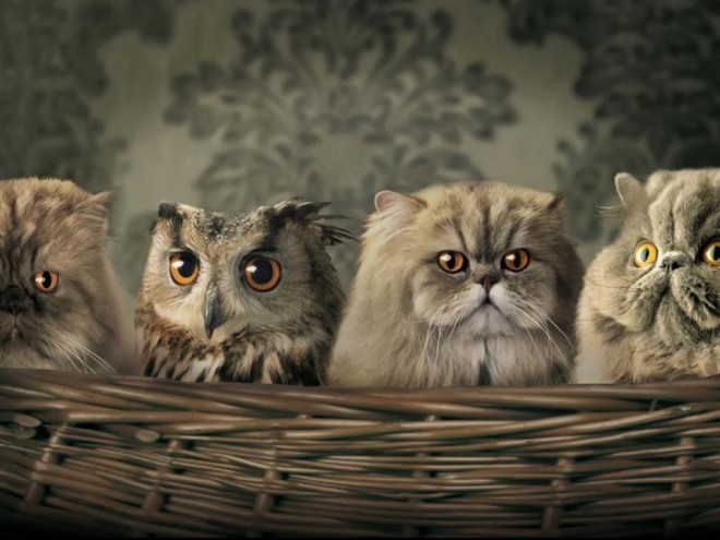 owl blending in with persian cats funny similar things photography