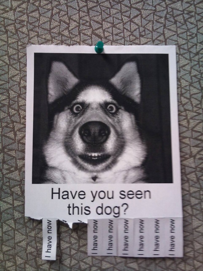 dog funny poster