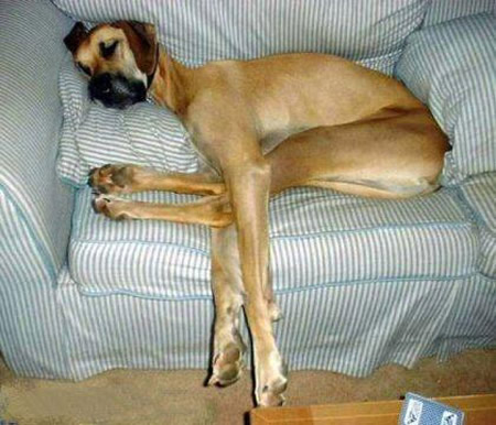 funny animal dog sleeping fail
