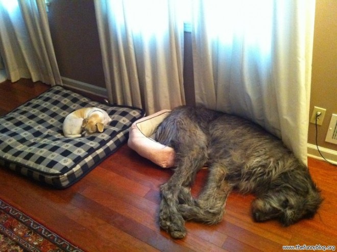 funny dogs sleep fail