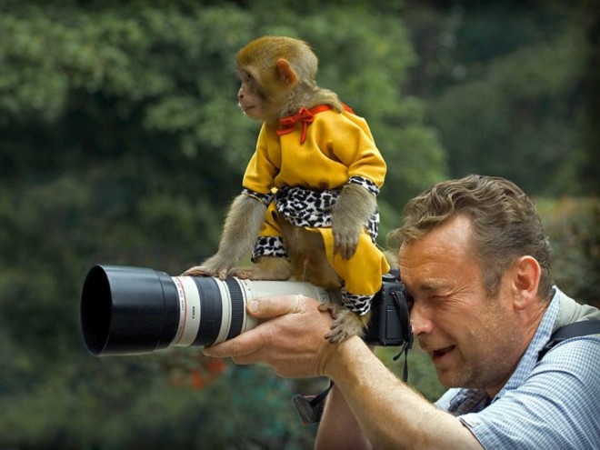 funny monkey on camera