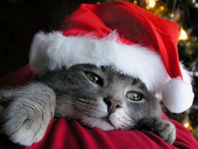 funny santa cat