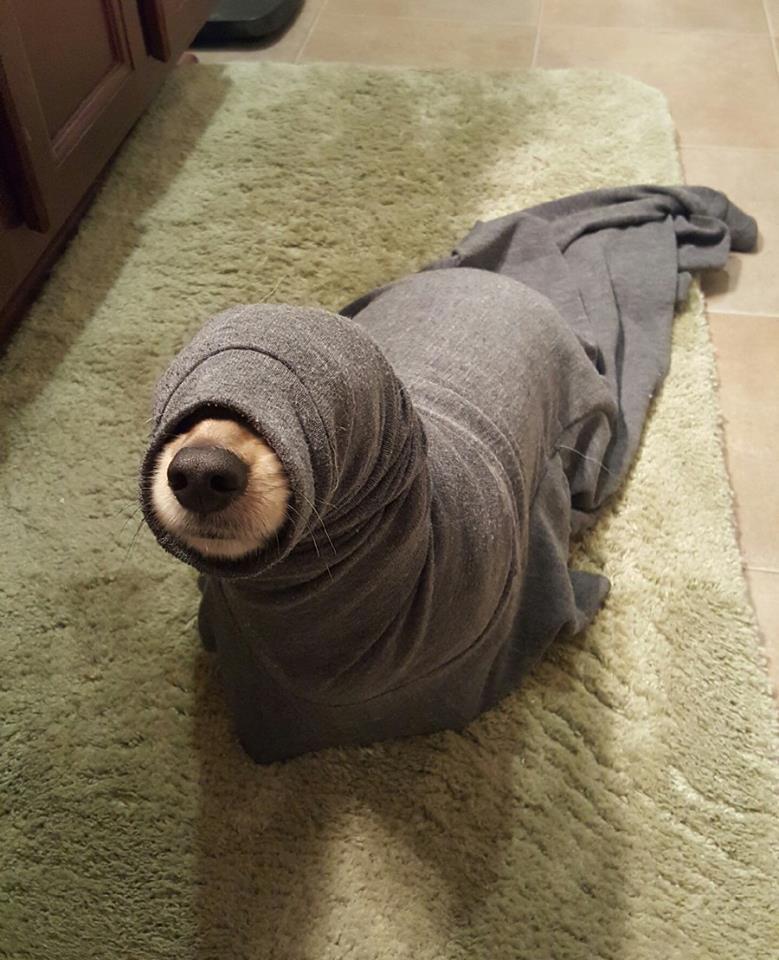 funny dog picture seal