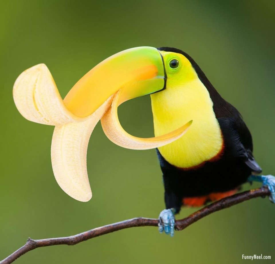 funny bird photoshopped beak banana peel