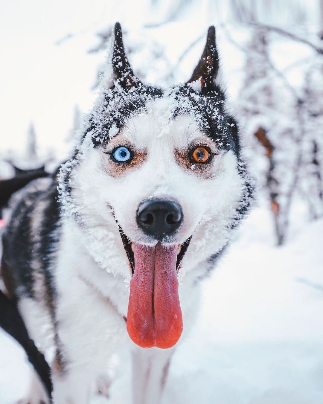 beautiful dog eyes ice and fire photo by smisrt