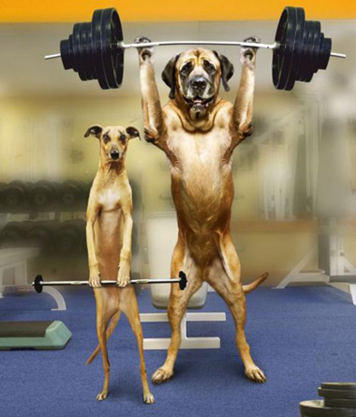 funny dogs exercise