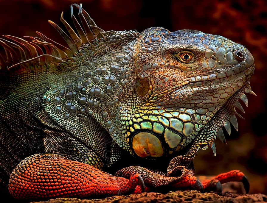chameleon wildlife photography by klaus