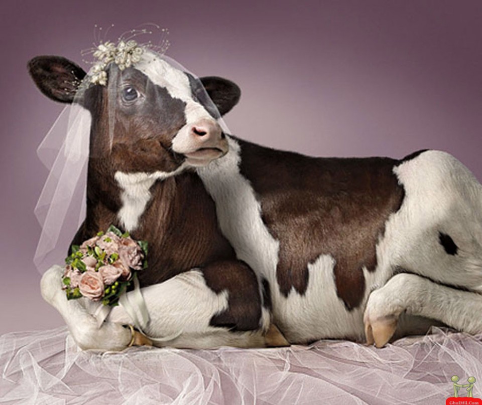 funny animal cow wedding