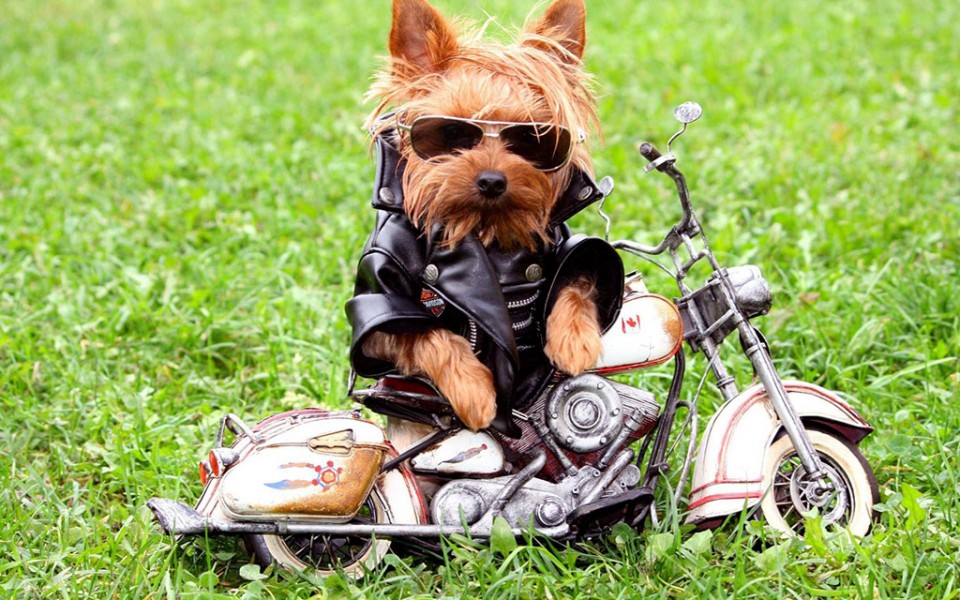 funny dog on bike