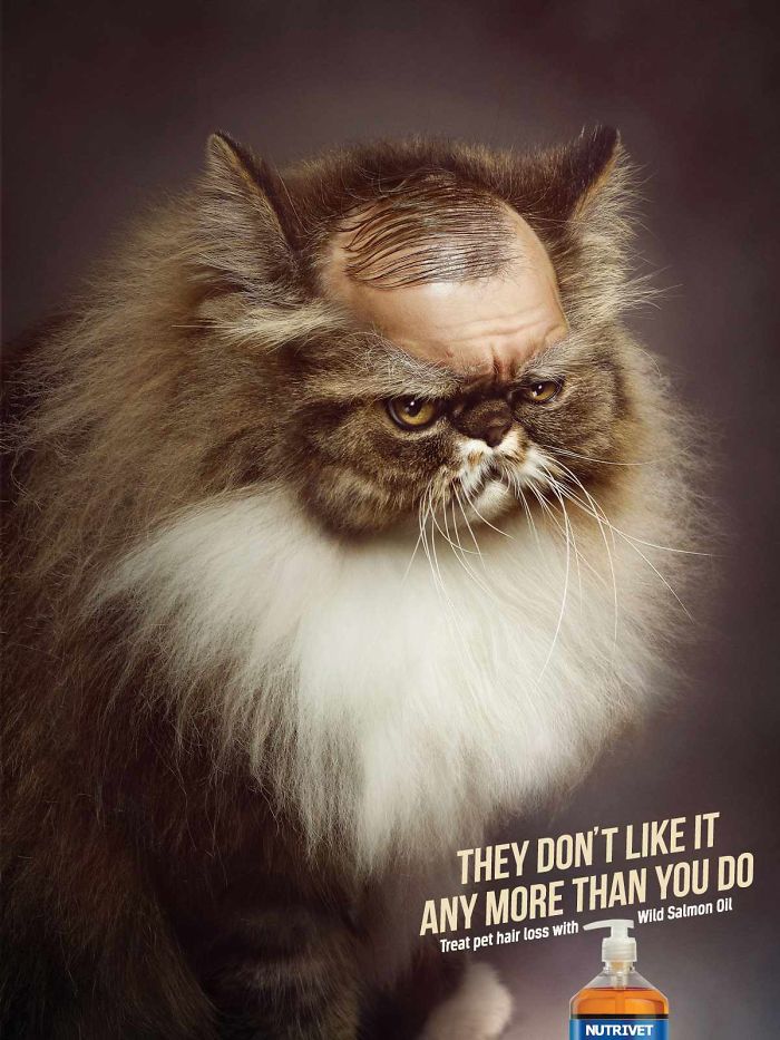 funny ads with animals