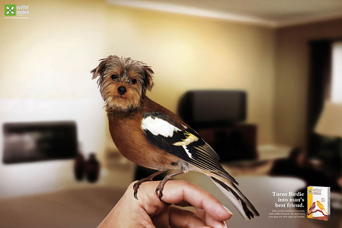 funny ad bird feed