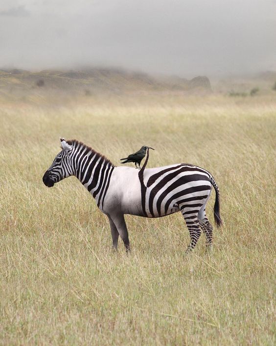 funny photo manipulation zebra