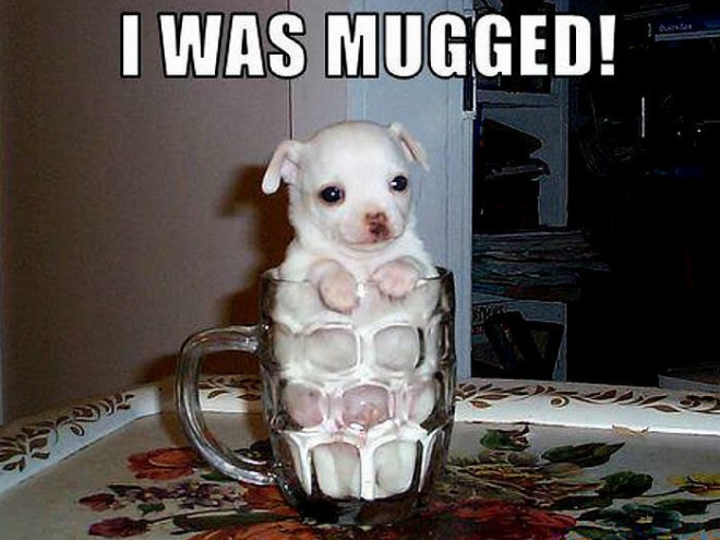 funny dog in mug