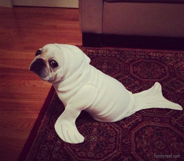 pugy seal