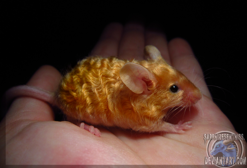 beautiful animal mice golden curly