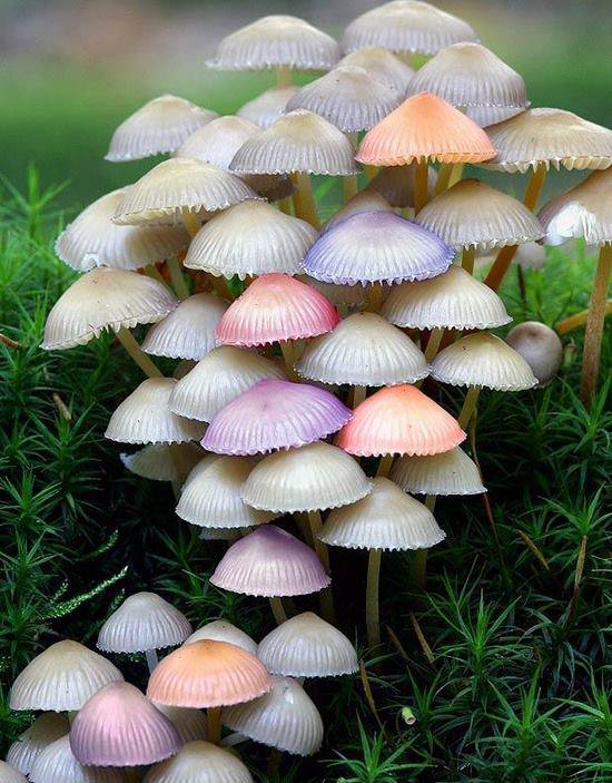 beautiful pastel mushrooms