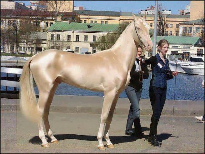 most beautiful horse in the world in turkey
