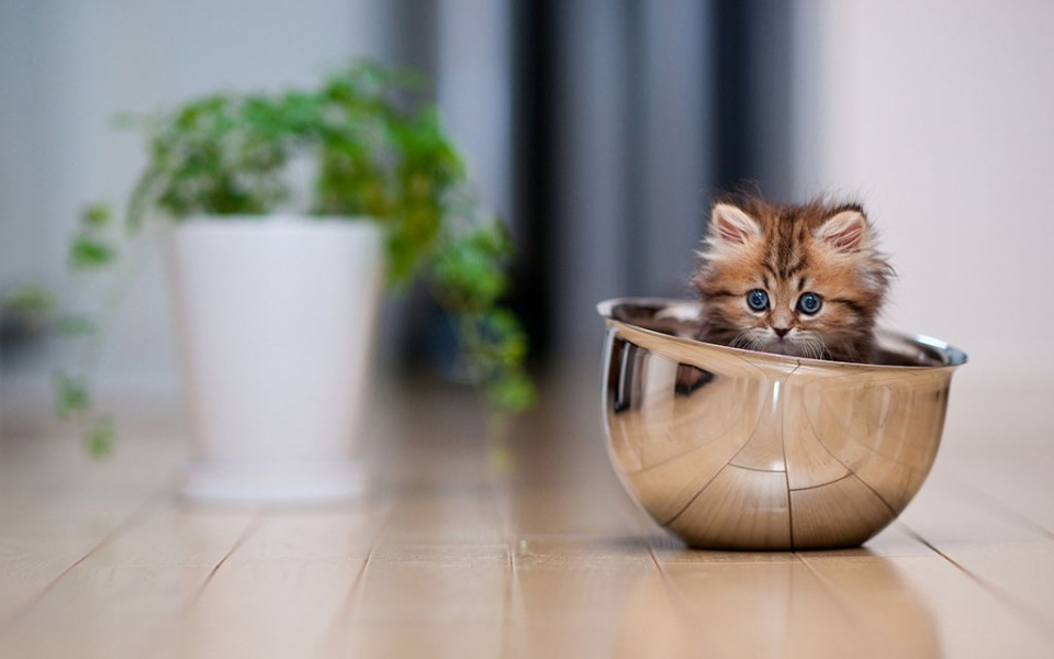 funny cat in a cup