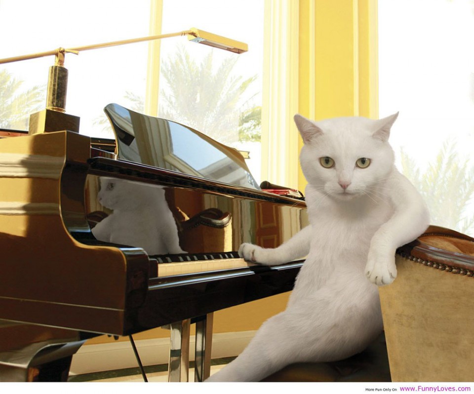 funny cat picture piano