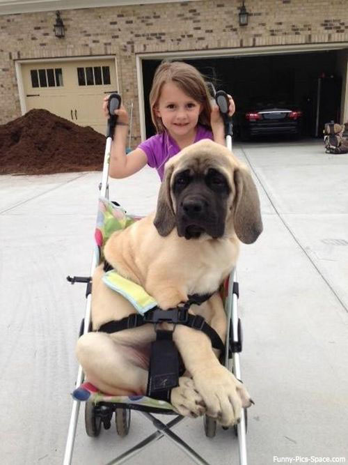 funny animal dog with child