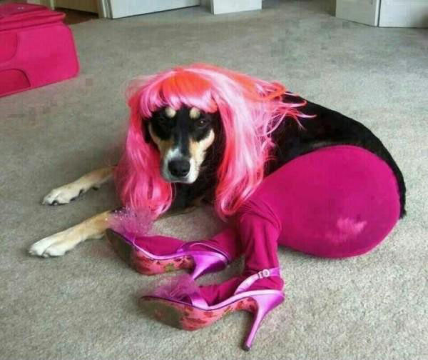 funny dog fashion show