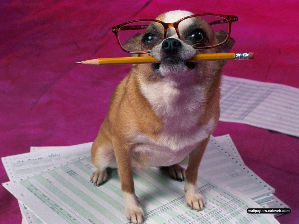funny dog preparing for exam