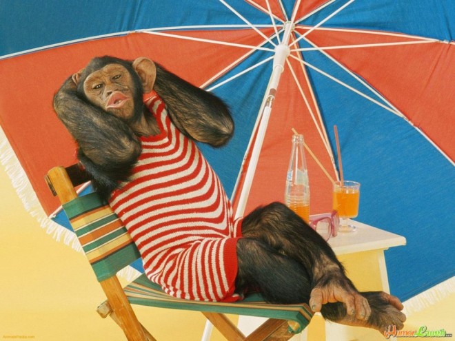 funny animal monkey beach