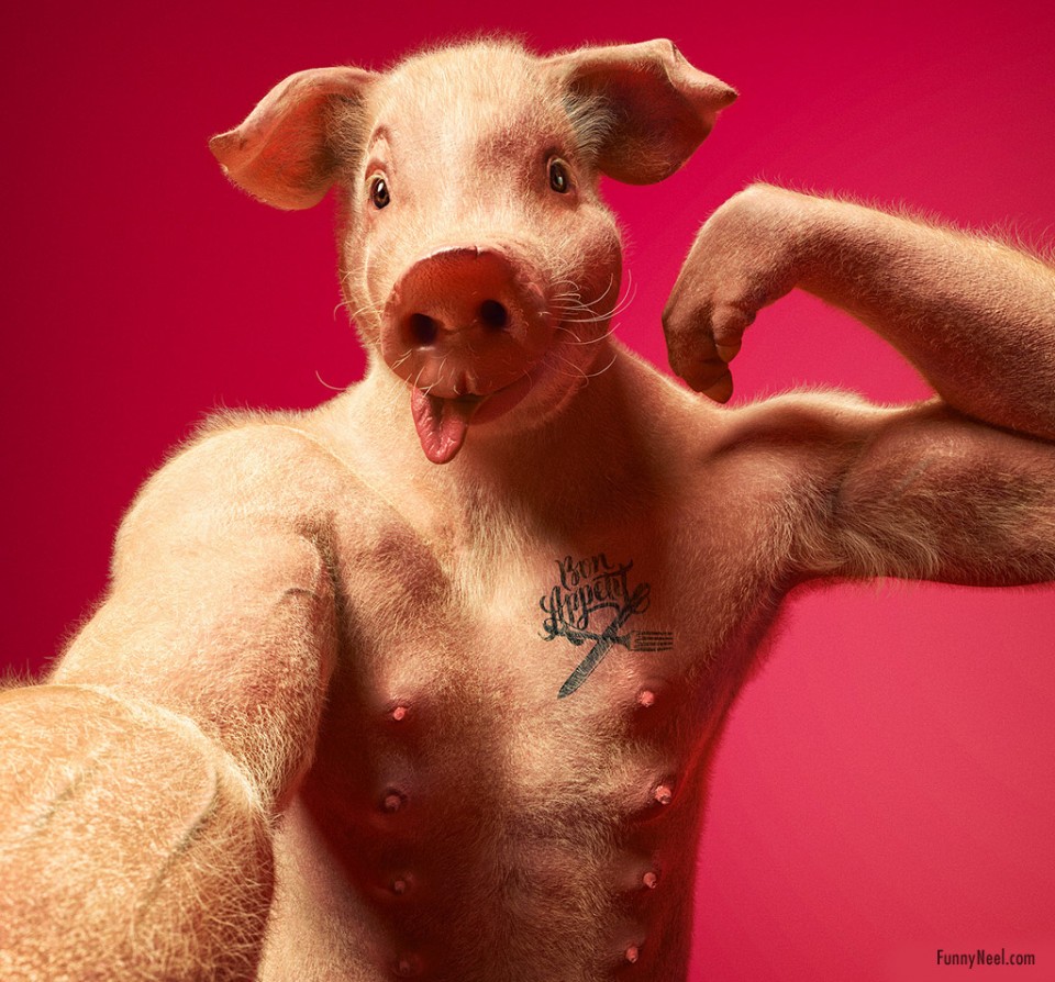 funny ads pig photo manipulation pig