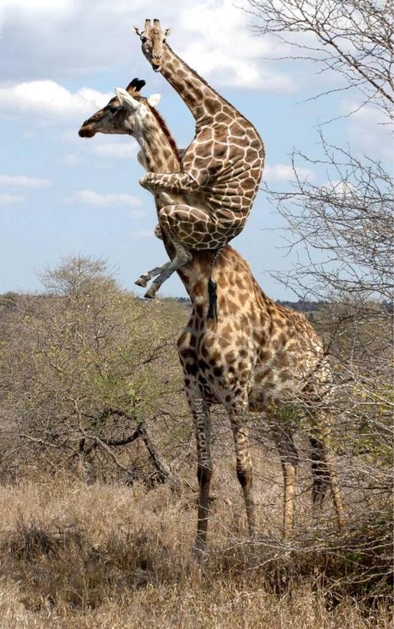 funny animals scared giraffe