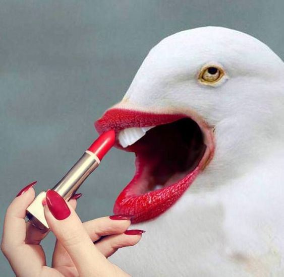 funny bird wear lipstick