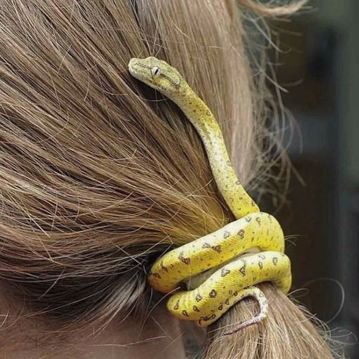 funny design snake hair snapper