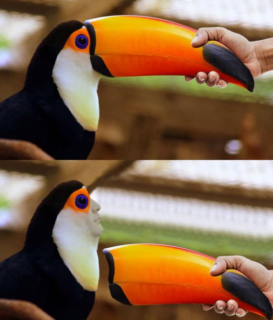 funny photoshop bird beak