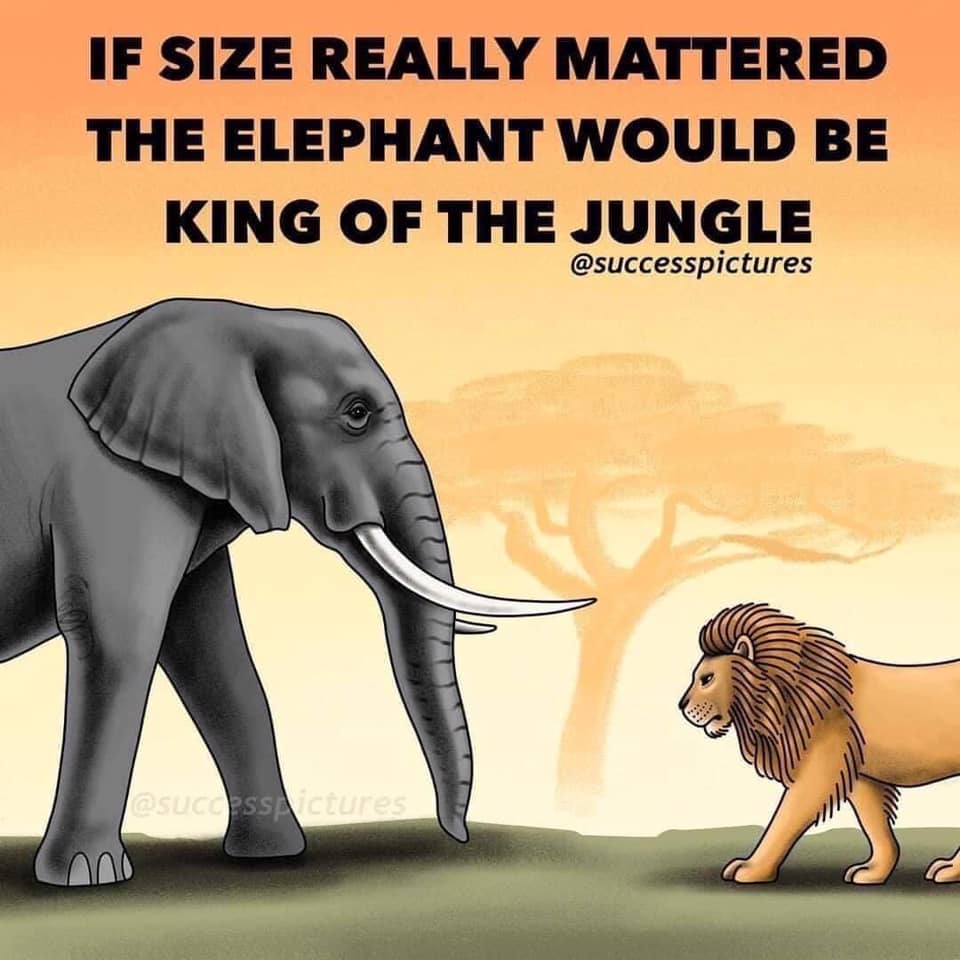 funny quote king jungle elephant lion