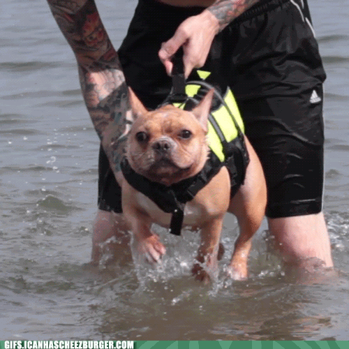 funny dog swimming